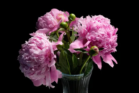 Wallpaper Bunga Peoni 4K · flowers · 3840×2560