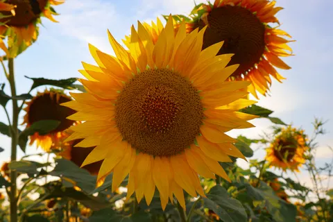 Sunflower Field 4K Wallpaper · flowers · 3840×2560
