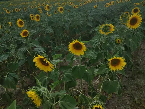 Sunflower Field 4K Wallpaper · flowers · 3840×2880