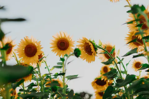 Fond d'écran Champ de tournesols 4K · flowers · 3840×2560