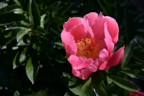 Wallpaper Bunga Peoni 4K · flowers · 3840×2563