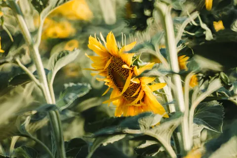 Sonnenblumenfeld 4K Hintergrundbild · flowers · 3840×2560