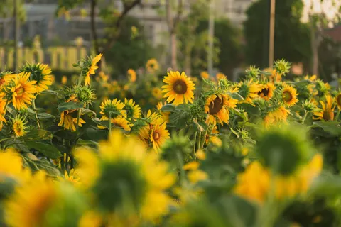 Fond d'écran Champ de tournesols 4K · flowers · 3840×2560