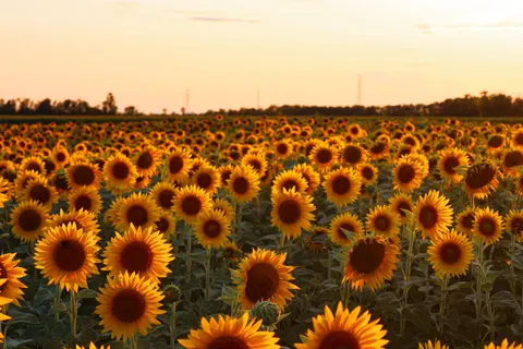 해바라기 밭 4K 배경화면 · flowers · 3840×2560