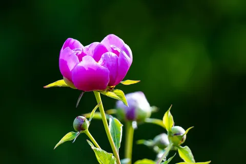 Pfingstrose 4K Hintergrundbild · flowers · 3840×2560