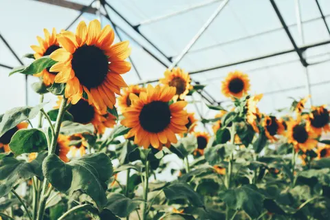 Sunflower Field 4K Wallpaper · flowers · 3840×2560