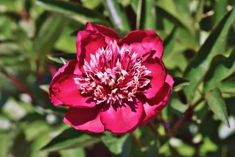 पियोनी 4K वॉलपेपर · flowers · 3840×2560