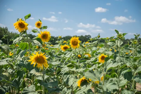 Fond d'écran Champ de tournesols 4K · flowers · 3840×2563