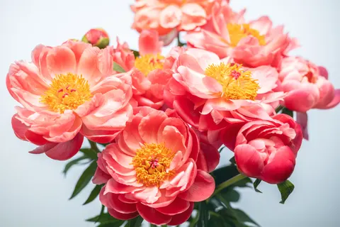 Wallpaper Bunga Peoni 4K · flowers · 3840×2560