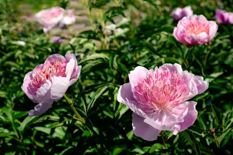 पियोनी 4K वॉलपेपर · flowers · 3840×2563