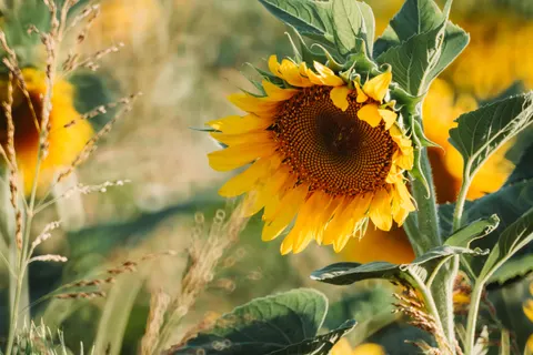 Fond d'écran Champ de tournesols 4K · flowers · 3840×2560
