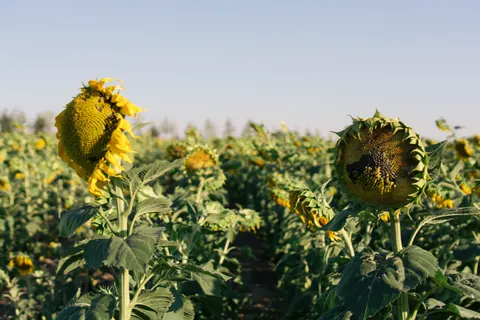 Fond d'écran Champ de tournesols 4K · flowers · 3840×2560