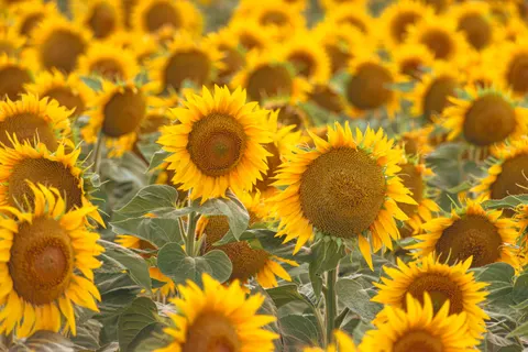 Обои Поле подсолнухов 4K · flowers · 3840×2560
