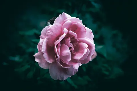 Peony 4K Wallpaper · flowers · 3840×2560