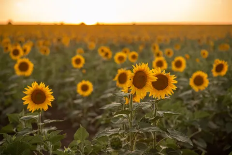 Sunflower Field 4K Wallpaper · flowers · 3840×2563