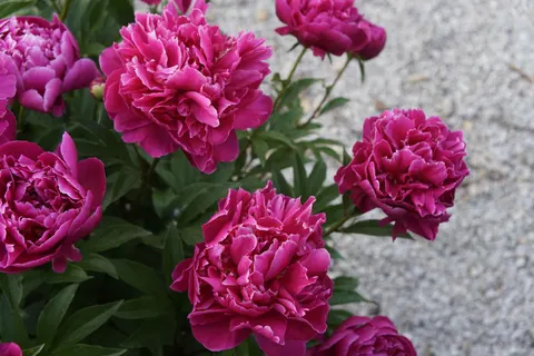 Wallpaper Bunga Peoni 4K · flowers · 3840×2560