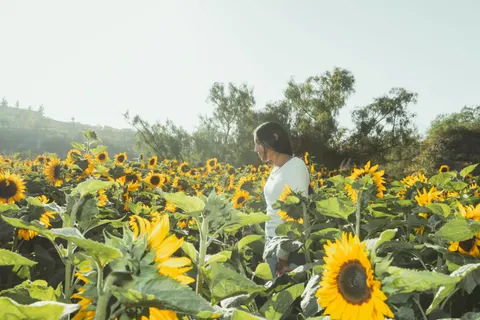 해바라기 밭 4K 배경화면 · flowers · 3840×2560