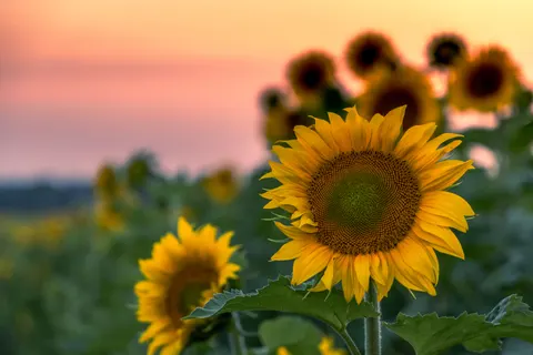 Sunflower Field 4K Wallpaper · flowers · 3840×2560