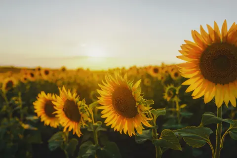 خلفية حقل عباد الشمس بدقة 4K · flowers · 3840×2560