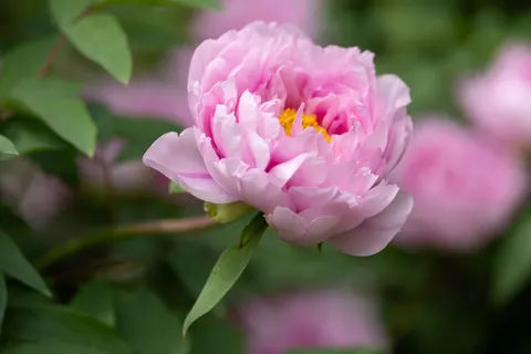 작약 4K 배경화면 · flowers · 3840×2560