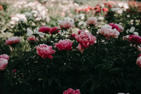 牡丹 4K桌布 · flowers · 3840×2560
