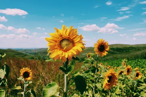 Fond d'écran Champ de tournesols 4K · flowers · 3840×2560