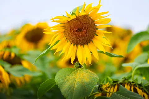Sunflower Field 4K Wallpaper · flowers · 3840×2560