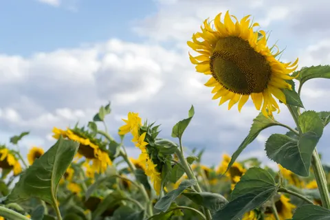 向日葵田 4K壁纸 · flowers · 3840×2563