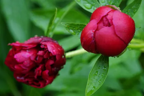 Peony 4K Wallpaper · flowers · 3840×2560