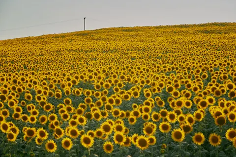 Fond d'écran Champ de tournesols 4K · flowers · 3840×2560