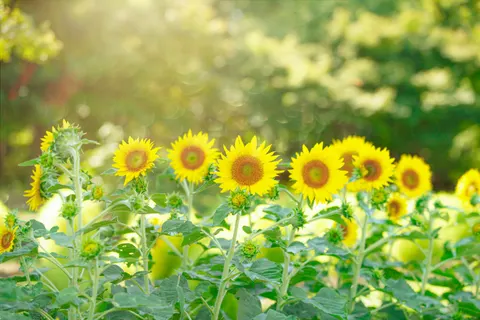 Обои Поле подсолнухов 4K · flowers · 3840×2560