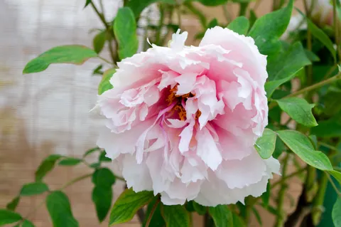 पियोनी 4K वॉलपेपर · flowers · 3840×2553