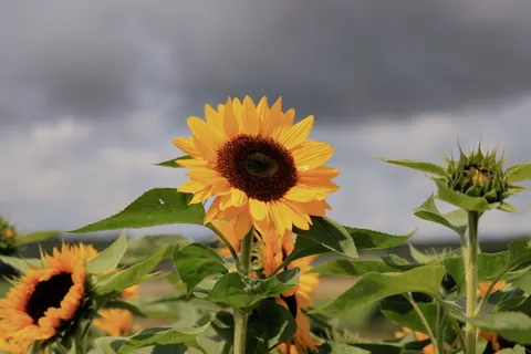 Sunflower Field 4K Wallpaper · flowers · 3840×2560
