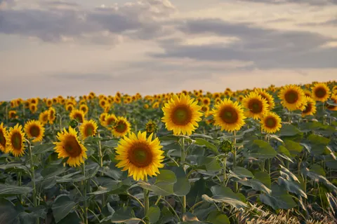 Sonnenblumenfeld 4K Hintergrundbild · flowers · 3840×2560