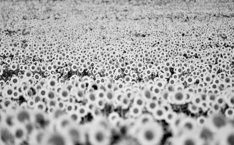 Sunflower Field 4K Wallpaper · flowers · 3840×2384