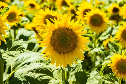 Sunflower Field 4K Wallpaper · flowers · 3840×2560