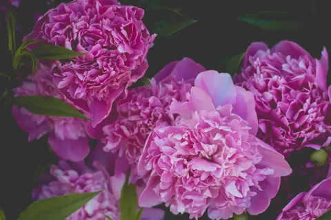 पियोनी 4K वॉलपेपर · flowers · 3840×2560