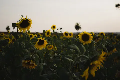 Sunflower Field 4K Wallpaper · flowers · 3840×2560
