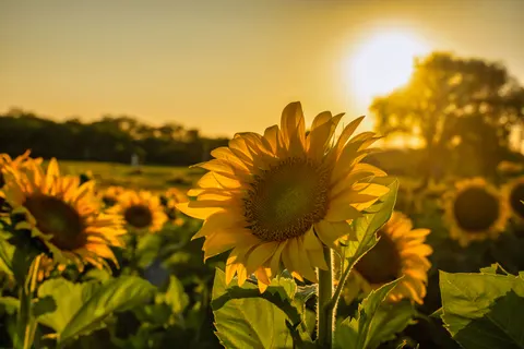 Sunflower Field 4K Wallpaper · flowers · 3840×2560