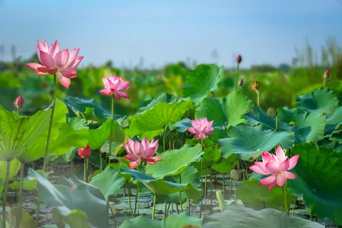 연꽃 4K 배경화면 · flowers · 3840×2560