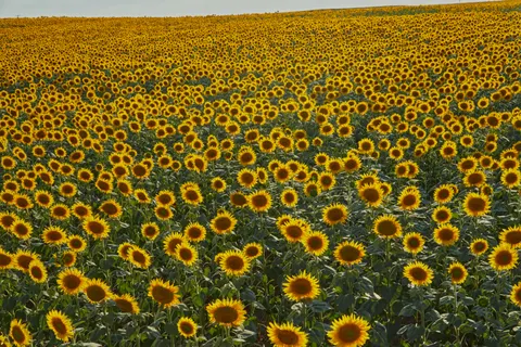 Sonnenblumenfeld 4K Hintergrundbild · flowers · 3840×2560