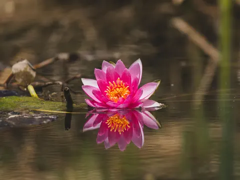 Sfondo Loto 4K · flowers · 3840×2880