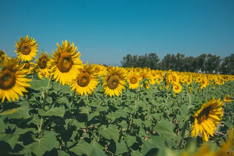 Sunflower Field 4K Wallpaper · flowers · 3840×2560