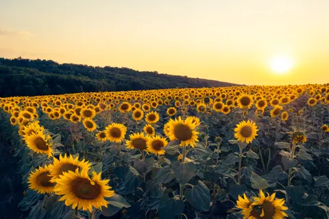 Sonnenblumenfeld 4K Hintergrundbild · flowers · 3840×2560