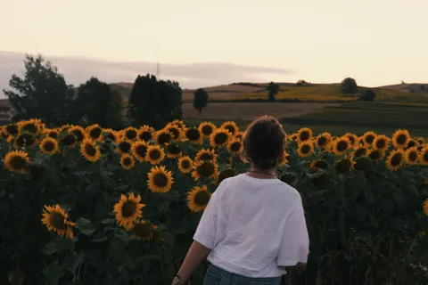 Fondo de pantalla Campo de girasoles 4K · flowers · 3840×2560