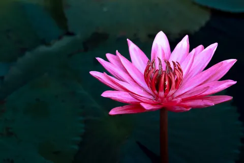 연꽃 4K 배경화면 · flowers · 3840×2560