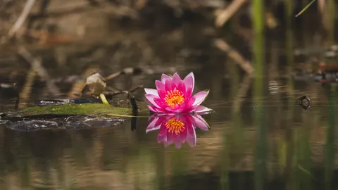연꽃 4K 배경화면 · flowers · 3840×2160