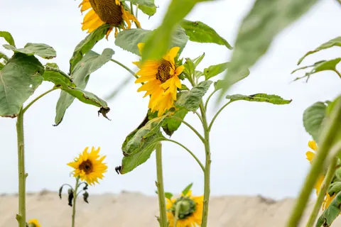 Sunflower Field 4K Wallpaper · flowers · 3840×2560