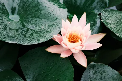 Sfondo Loto 4K · flowers · 3840×2560