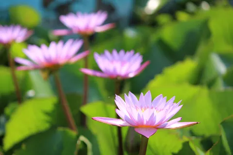 Sfondo Loto 4K · flowers · 3840×2560